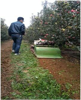 昌平苹果矮化密植农机农艺融合种植模式前景广阔