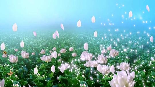 动感唯美的茉莉花背景_1280x720_高清视频素材下载(:)