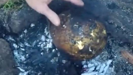 长在树上的这种"面包"淀粉含量极高,农村人经常当主食