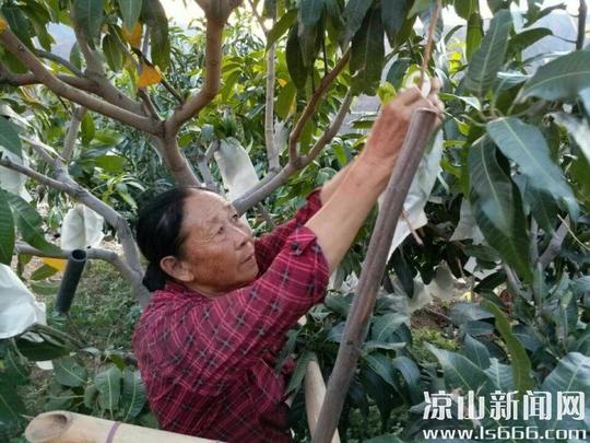山大王李朝美:种树致富绿荒山