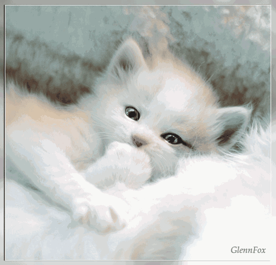 猫gif动画素材1