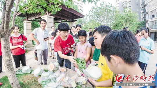 暑期大学生为乡村注入新活力开发小程序帮卖菜