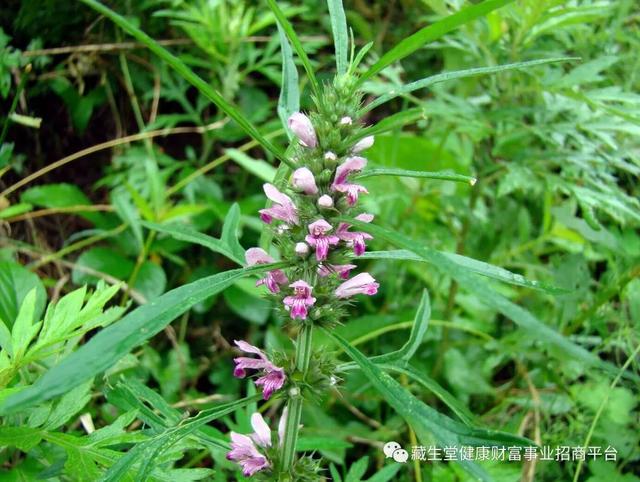 女性宫寒吃什么食物好