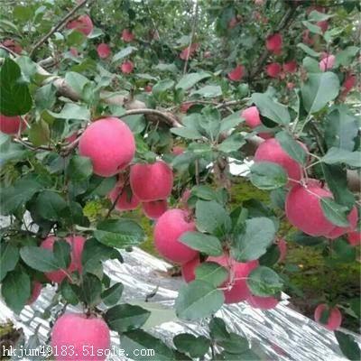 烟富8号苹果苗