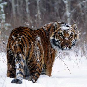 世界上最大的猫科动物