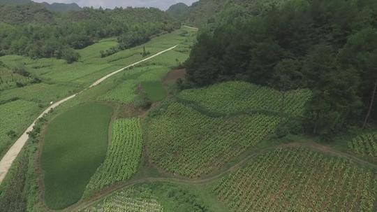 航拍贵州山地农业烟叶种植烤烟生产