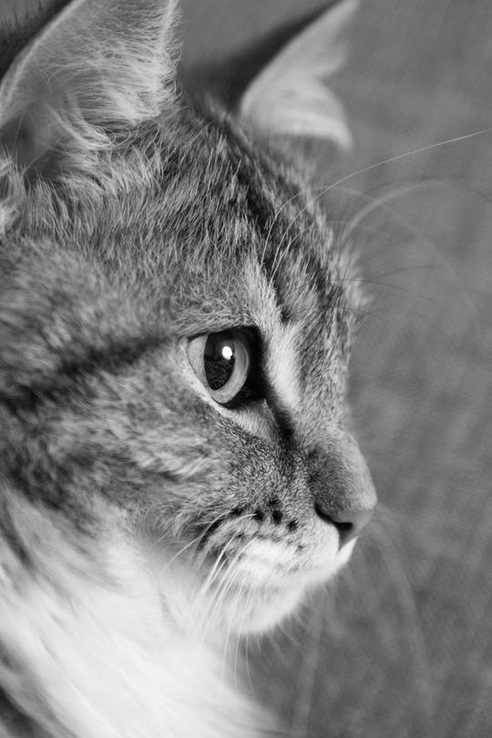 黑白_头像_猫_图片大全—全景创意图库（quanjing.com）中国领先的正版图片视频素材网站