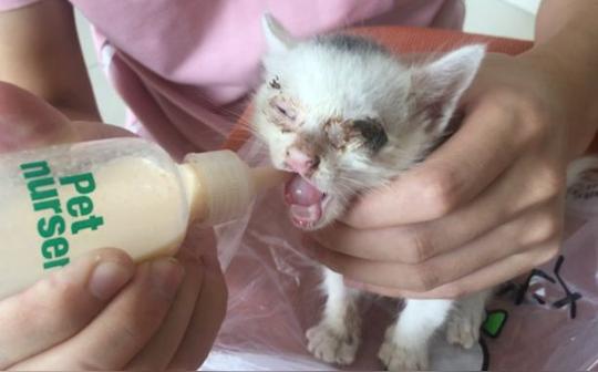 生病的小奶猫找到奶爸照顾后的反差萌!要学习如何照顾小奶猫就看这个视频哟~