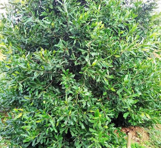 澳洲坚果夏威夷果果苗新品种农业种植致富项目果树苗批发