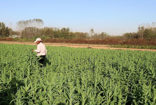 农村最赚钱的农作物，亩收入1万元，为什么农民不愿意种植？