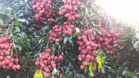 荔枝园的荔枝结满树，看着都流口水