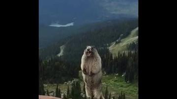 尖叫土拨鼠表情包抽搐gif动图