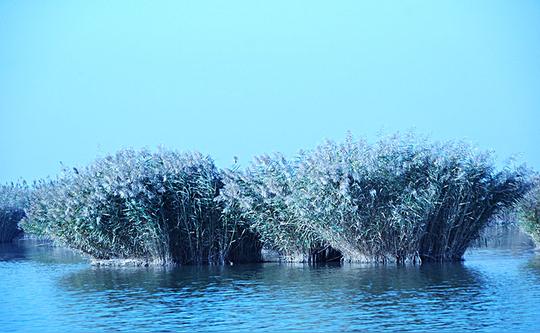 沙湖_湖_芦苇_图片大全—全景创意图库（quanjing.com）中国领先的正版图片视频素材网站