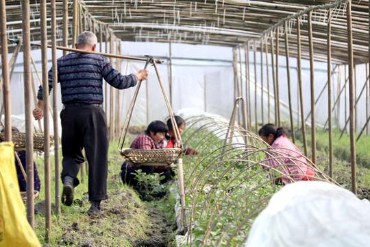 返乡创业农民工杨文建:发展农业产业让乡亲们的日子越来越有盼头