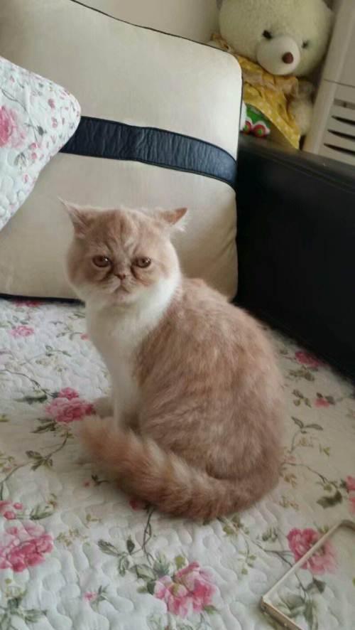 加菲猫成年短毛猫