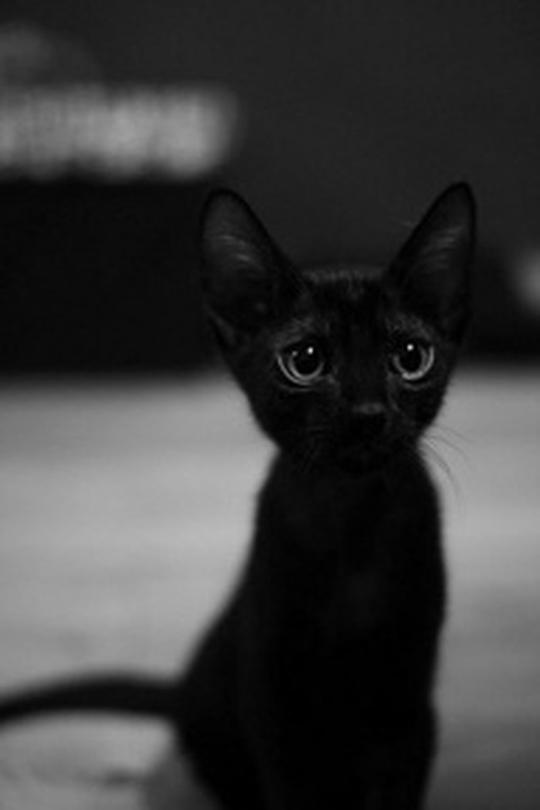 神秘的猫