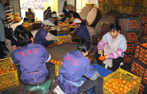 江门鹤山马山茶叶果树基地获评省巾帼创业示