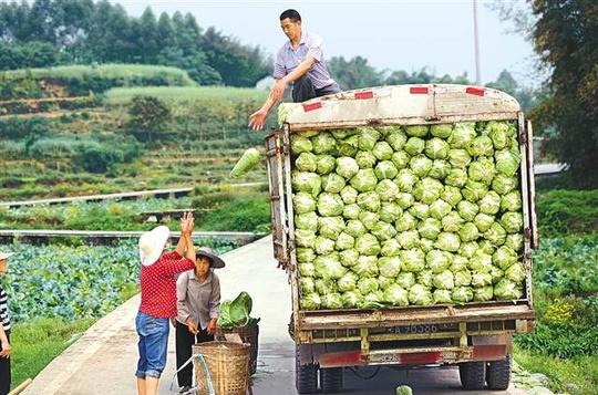 璧山健龙镇睦佳蔬菜基地,村民正在运输白菜.通讯员曾清龙摄