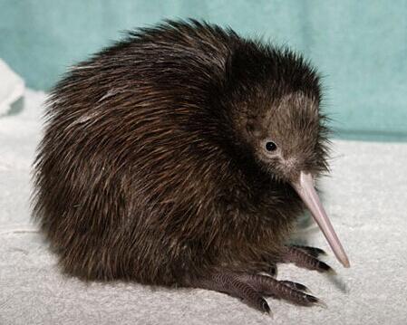 园内珍藏着新西兰最珍贵的国鸟——kiwi(几维鸟).
