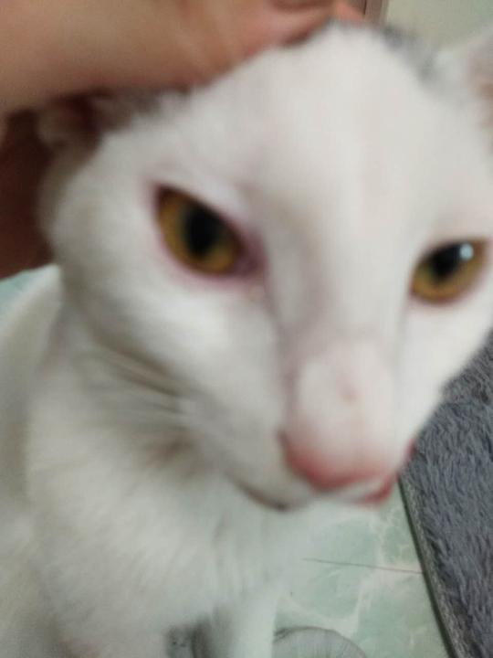 眼睛红