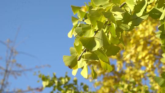 高清自然植物素材4k银杏树银杏叶蓝天