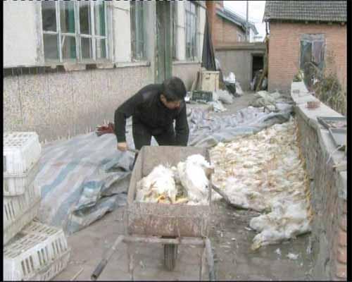 长春一黑加工点专收病死鸡冷冻后销往外地(图)-手机