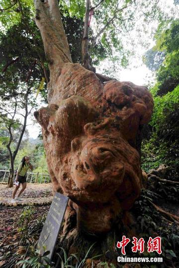 福建长汀适合种植什么树