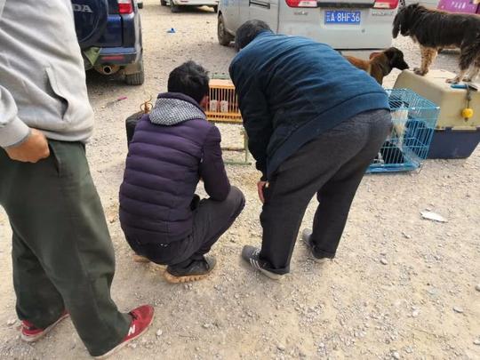 狗市:别人都在卖狗,这家的商贩却卖鸟,生意还特别好