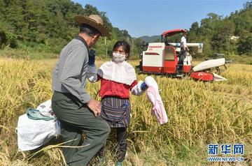 广州桂林夫妇收稻子视频相关长尾关键词有哪些