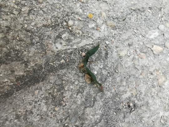 蚂蚁搬树叶