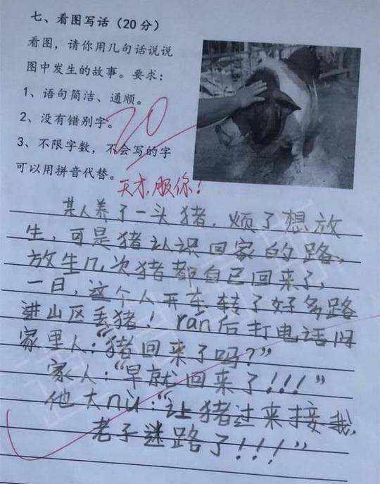小学生作文奇葩走红,老师看了都头疼猪都能自己回家