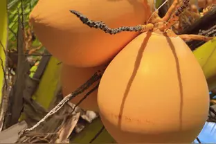 黄椰子 头条搜索