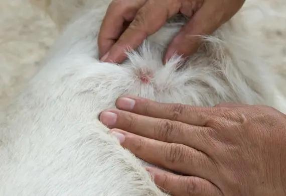 寶寶被狗咬傷後怎麼處理寶寶被狗咬傷後怎麼處理傷口