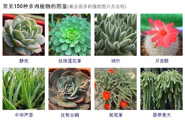 小孩吃了多肉植物怎么办