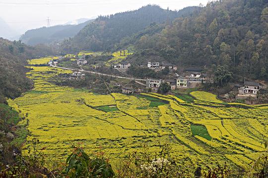 云南罗平县,乡村公路旁,油菜地,徐学哲摄影,尼康,年月