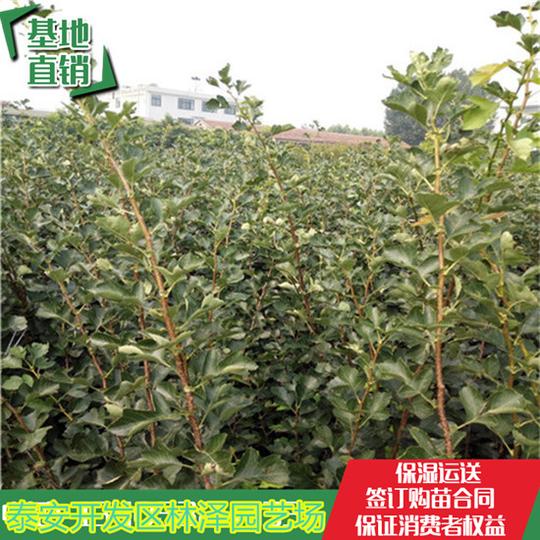 (林泽苗木创业新项目-欢迎您林泽山楂苗基地出售果树苗,绿化苗,出售山