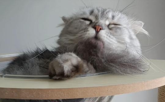 沉浸感受猫咪舔毛!活力夏日治愈短视频!