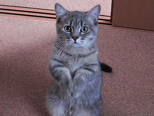 壁纸动物猫猫咪小猫桌面500_380gif动态图动图