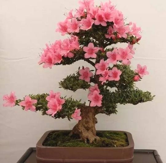 一株花木盆景&lt;/strong&gt;,农民创业致富的"金钥匙"