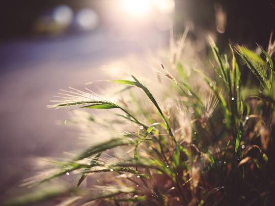 稻草,明媚,唯美,文艺,小清新,,静物,春暖花开,稻草壁纸图片