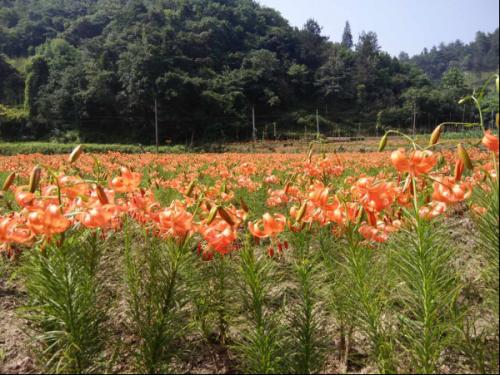 200亩创业基地百合花照红西沟大地