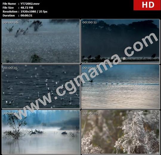 yt72002夜晚闪电暴雨下雨水滴滴水水鸟湖水芦苇高清实拍视频素材