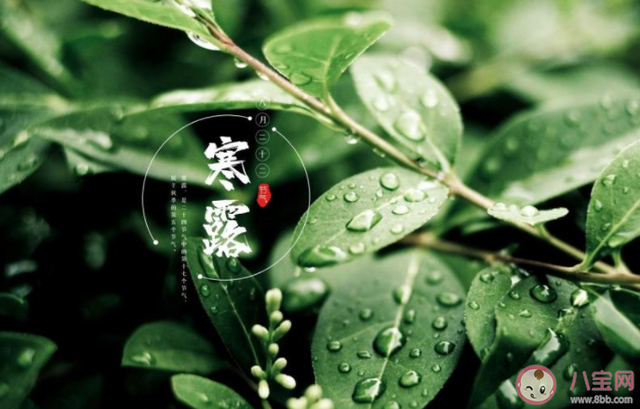 寒露节的祝福说说