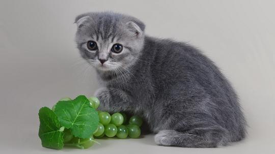 灰色的猫，小灰灰，可爱眼神，思念，凝望，灰猫咪桌面壁纸
