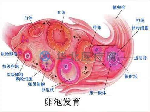 卵泡发育不好怎么回事