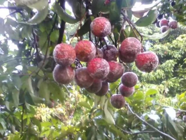 为什么荔枝吃多了会得荔枝病