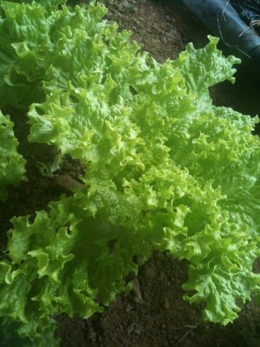 水果黄瓜怎么做