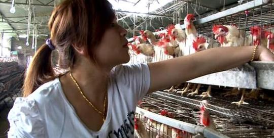 十年创业两次击溃,养鸡女强人带领村民共致富