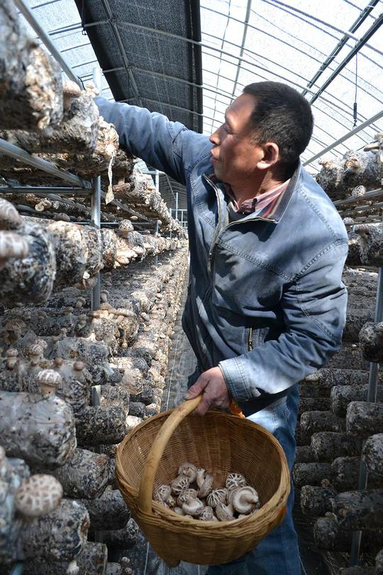 国搜头条负责收购核桃的田建坡就是一位返乡创业的新时代"三农人",他