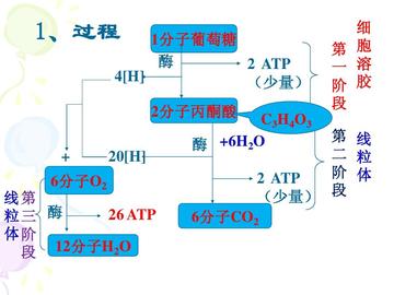 温州市细胞的长尾关键词有什么